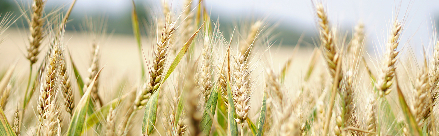 Am Fraunhofer IST arbeiten wir unter anderem an Branchenlösungen aus dem Bereich der Ernährungswirtschaft.