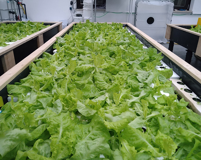 Das gereinigte nährstoffreiche Abwasser der Kläranlage wird in EVOBIO für den hydroponischen Anbau von Salat genutzt.