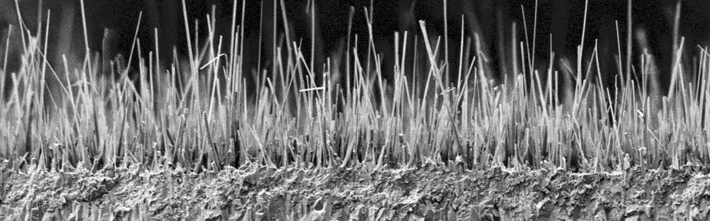 SEM image of a fracture edge with copper whiskers.